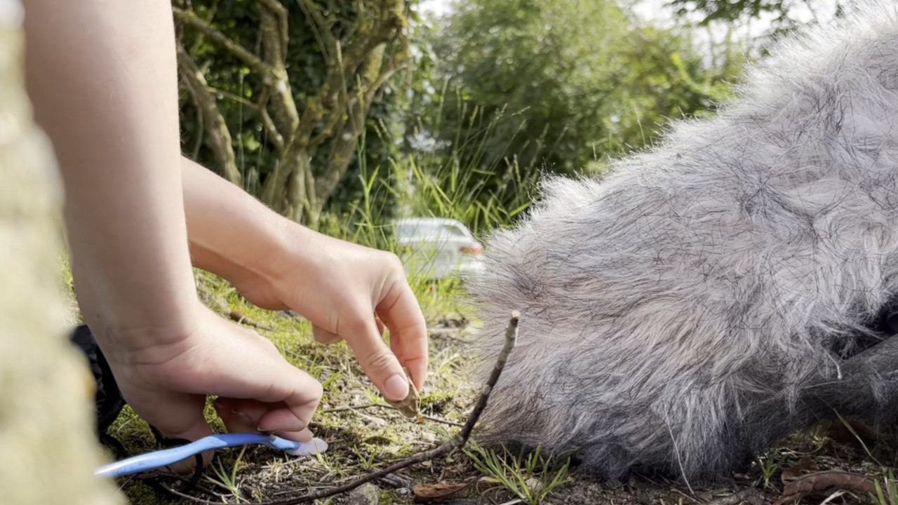 To Care for a Rock (2024)